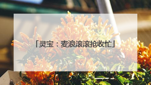 灵宝：麦浪滚滚抢收忙