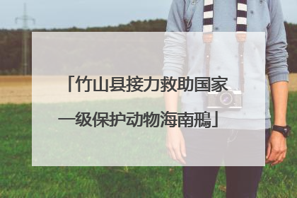 竹山县接力救助国家一级保护动物海南鳽