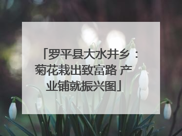 罗平县大水井乡：菊花栽出致富路 产业铺就振兴图