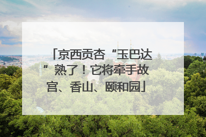 京西贡杏“玉巴达”熟了！它将牵手故宫、香山、颐和园
