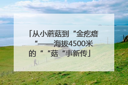 从小蘑菇到“金疙瘩“——海拔4500米的““菇“事新传