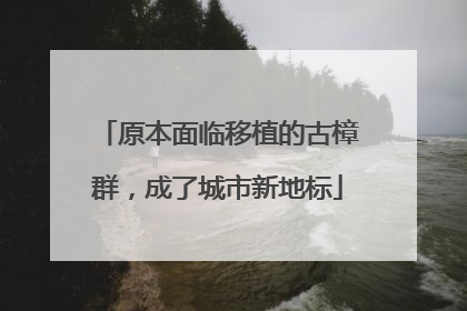 原本面临移植的古樟群，成了城市新地标