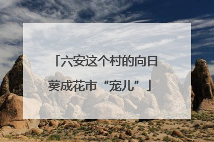 六安这个村的向日葵成花市“宠儿”