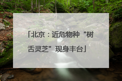 北京：近危物种“树舌灵芝”现身丰台
