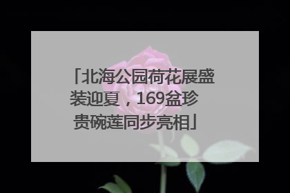 北海公园荷花展盛装迎夏，169盆珍贵碗莲同步亮相