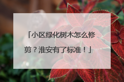 小区绿化树木怎么修剪？淮安有了标准！