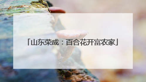 山东荣成：百合花开富农家