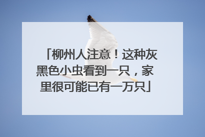 柳州人注意！这种灰黑色小虫看到一只，家里很可能已有一万只