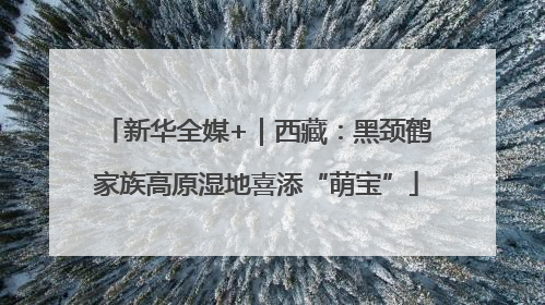 新华全媒+｜西藏：黑颈鹤家族高原湿地喜添“萌宝”