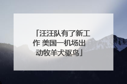 汪汪队有了新工作 美国一机场出动牧羊犬驱鸟