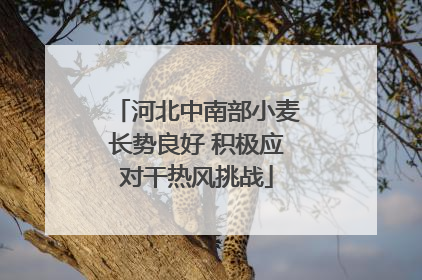 河北中南部小麦长势良好 积极应对干热风挑战