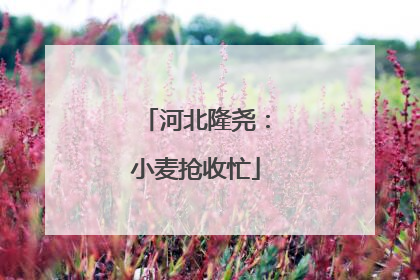 河北隆尧：小麦抢收忙