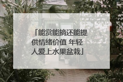 能赏能摘还能提供情绪价值 年轻人爱上水果盆栽
