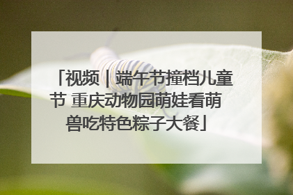 视频｜端午节撞档儿童节 重庆动物园萌娃看萌兽吃特色粽子大餐
