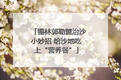 锡林郭勒盟治沙小妙招 给沙地吃上“营养餐”