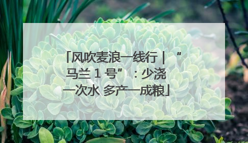 风吹麦浪一线行｜“马兰 1 号”：少浇一次水 多产一成粮