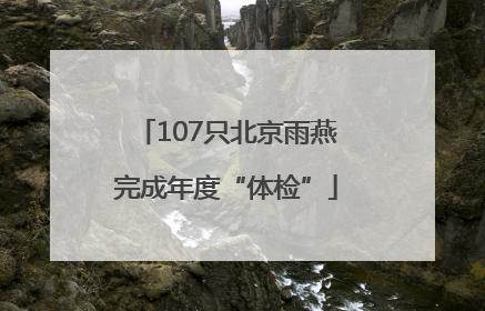 107只北京雨燕完成年度“体检”